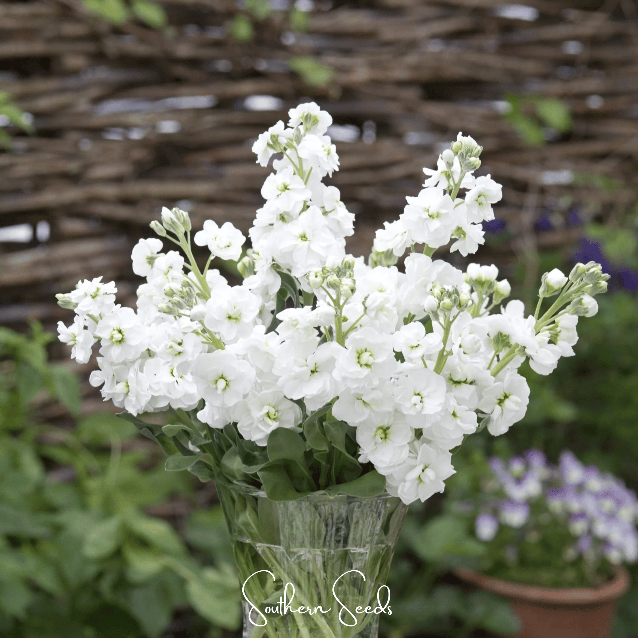 White Goddess Column Stock – 50 Seeds | Seeds | Wiccan Center