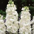 White Goddess Column Stock – 50 Seeds | Seeds | Wiccan Center