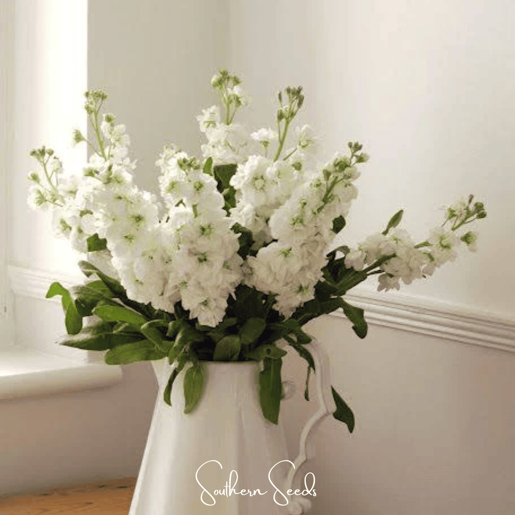 White Goddess Column Stock – 50 Seeds | Seeds | Wiccan Center