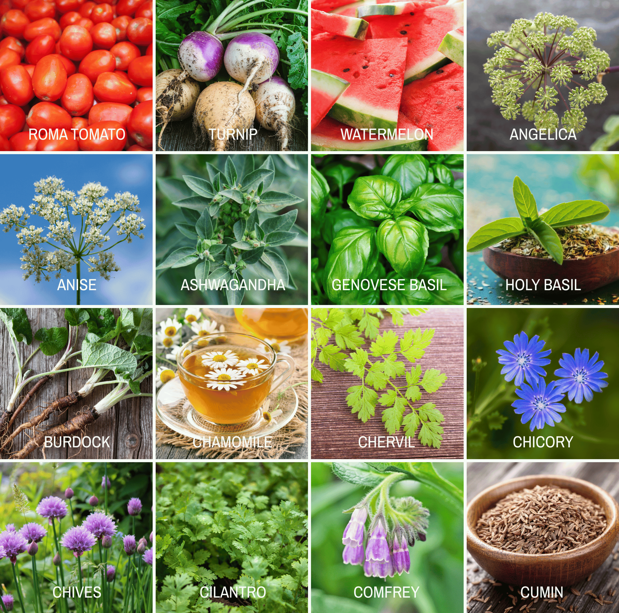 Community Garden Survival Seed Vault – 120 Seed Varieties | Seeds | Wiccan Center