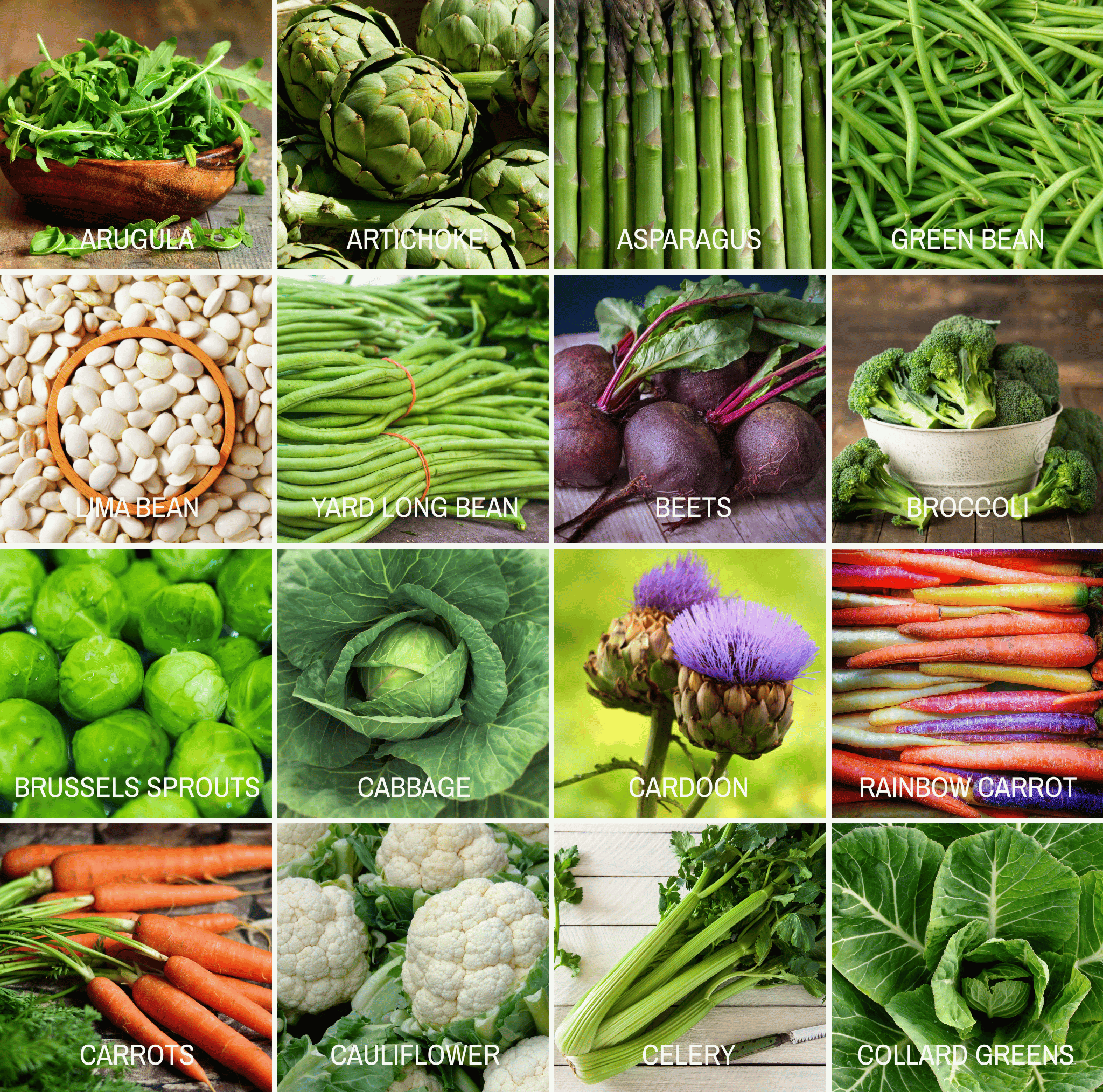 Community Garden Survival Seed Vault – 120 Seed Varieties | Seeds | Wiccan Center