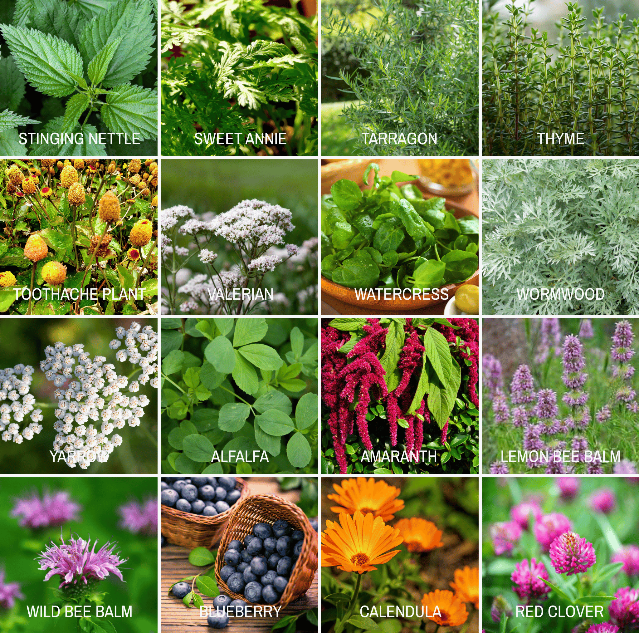 Community Garden Survival Seed Vault – 120 Seed Varieties | Seeds | Wiccan Center