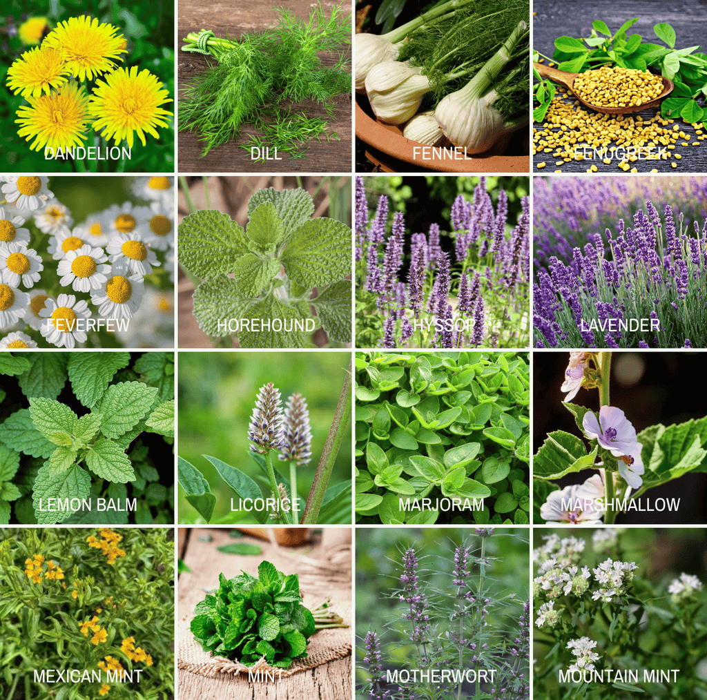 Community Garden Survival Seed Vault – 120 Seed Varieties | Seeds | Wiccan Center