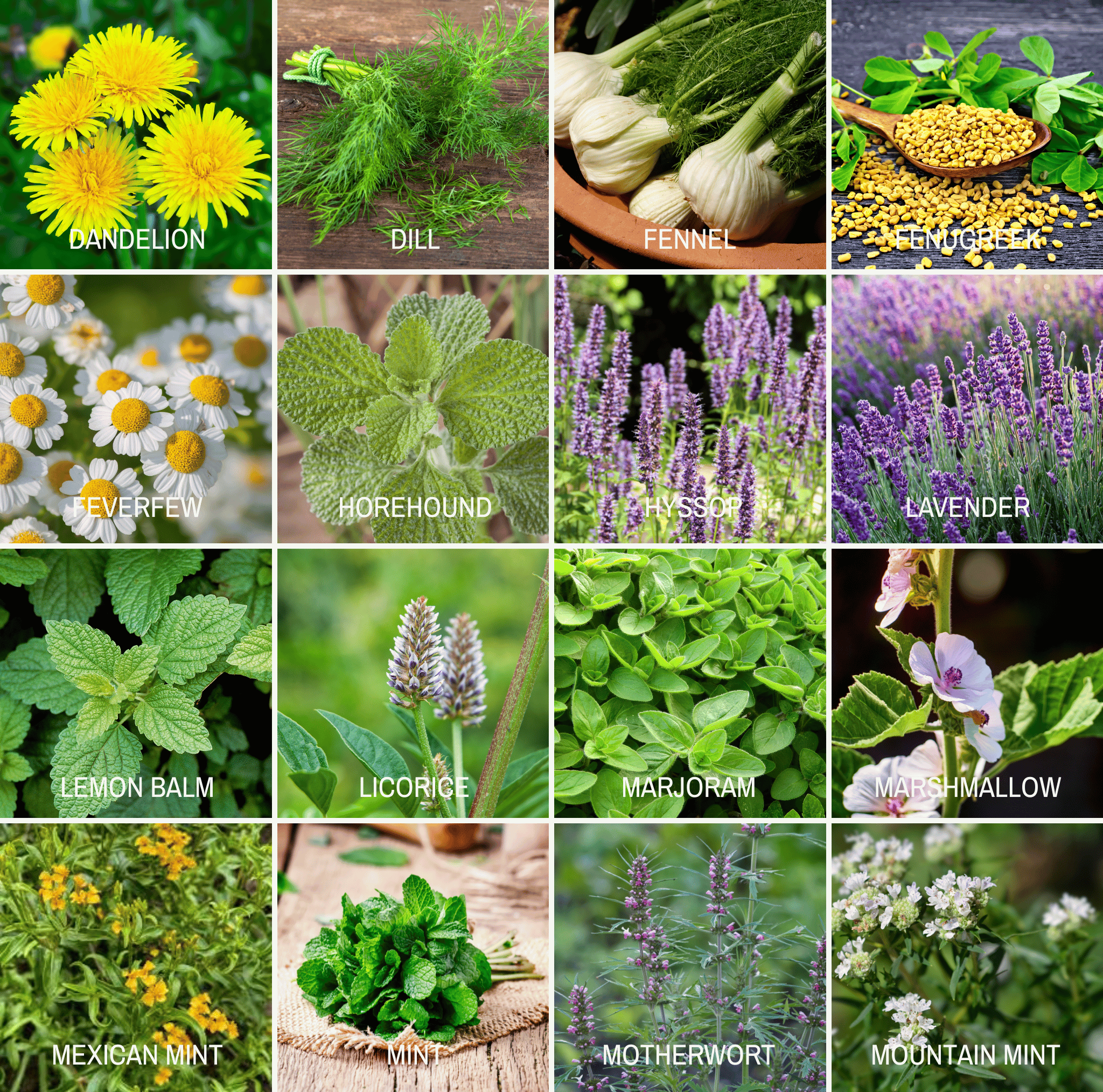 Community Garden Survival Seed Vault – 120 Seed Varieties | Seeds | Wiccan Center