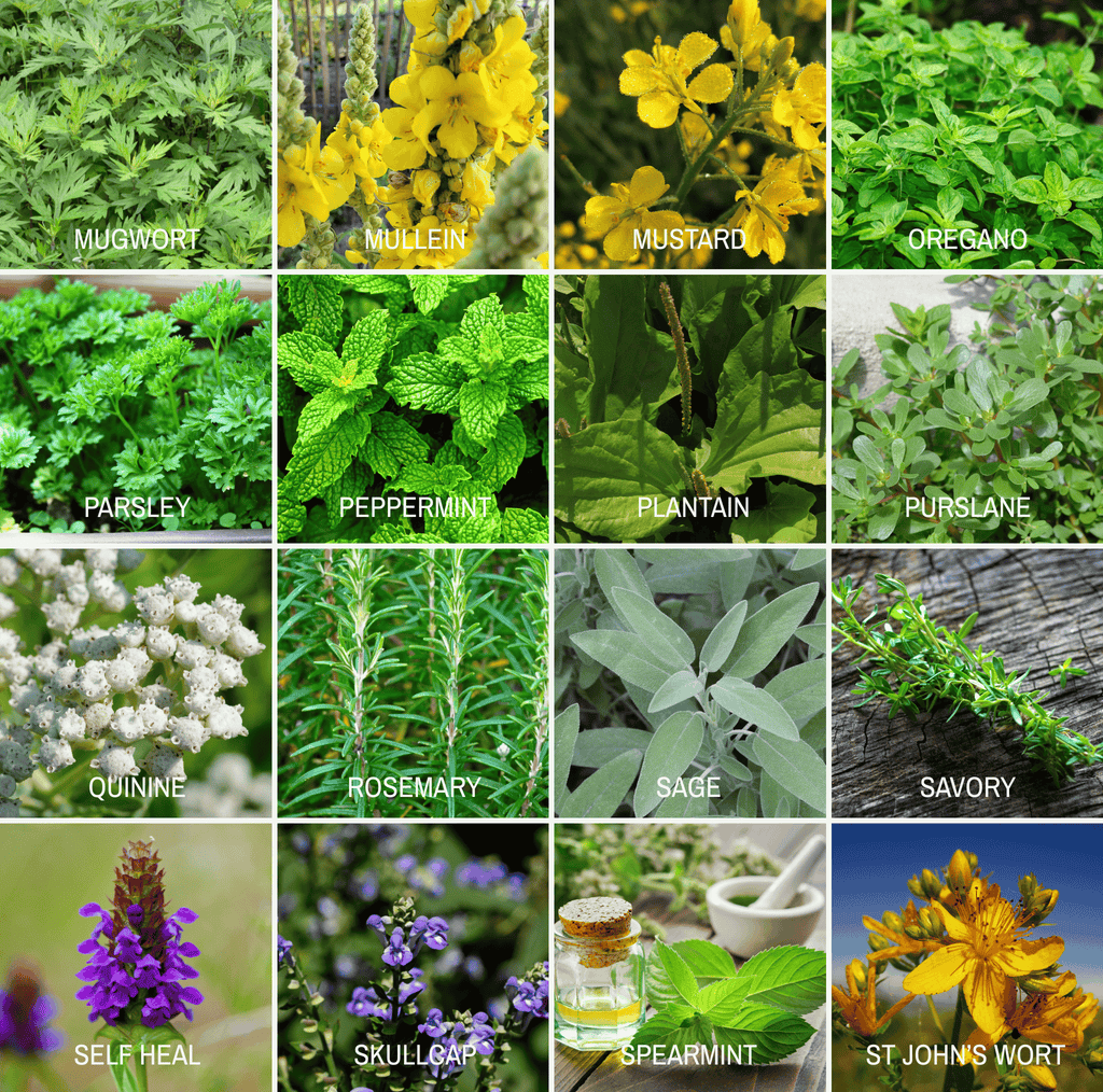 Community Garden Survival Seed Vault – 120 Seed Varieties | Seeds | Wiccan Center