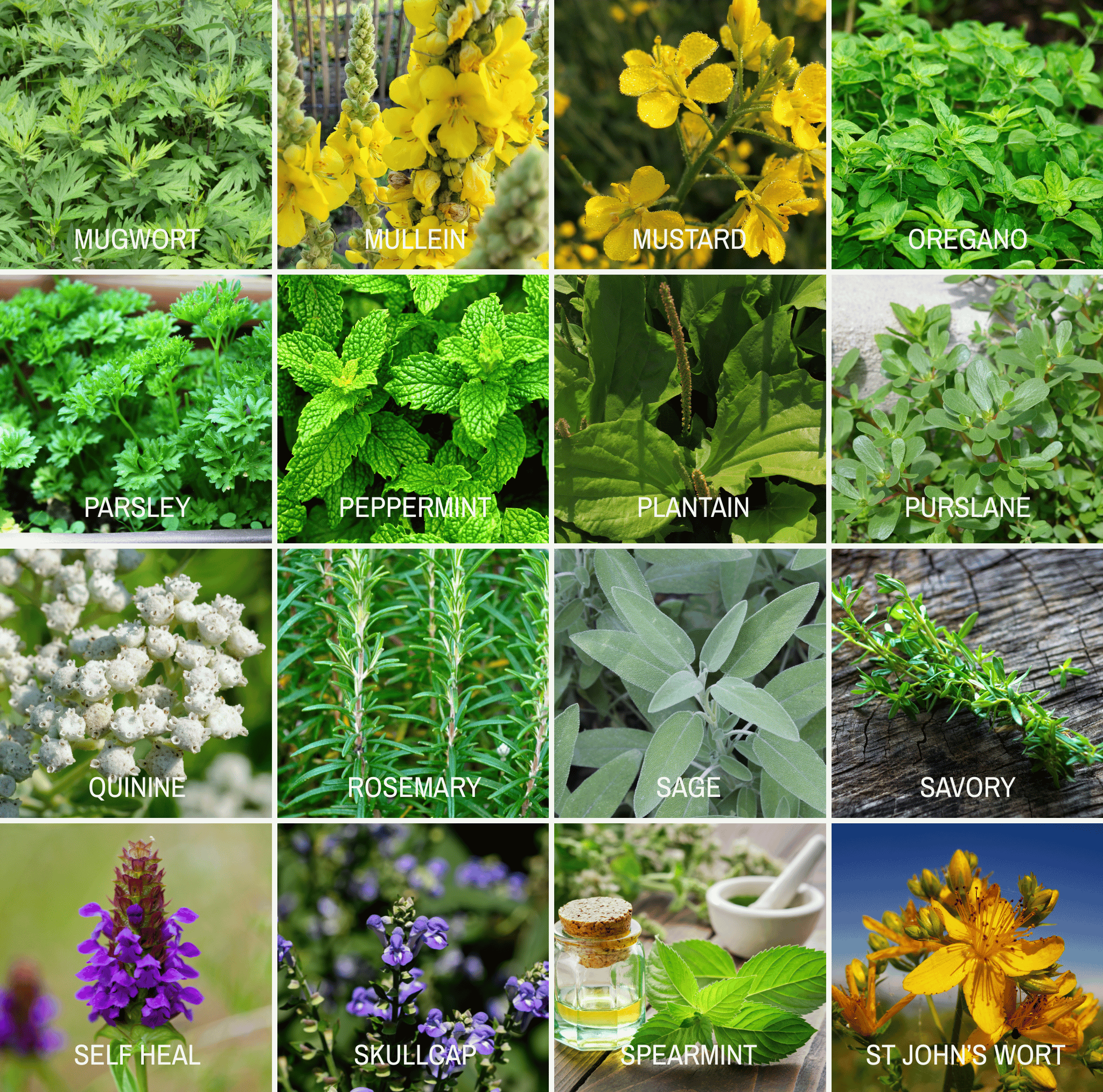 Community Garden Survival Seed Vault – 120 Seed Varieties | Seeds | Wiccan Center