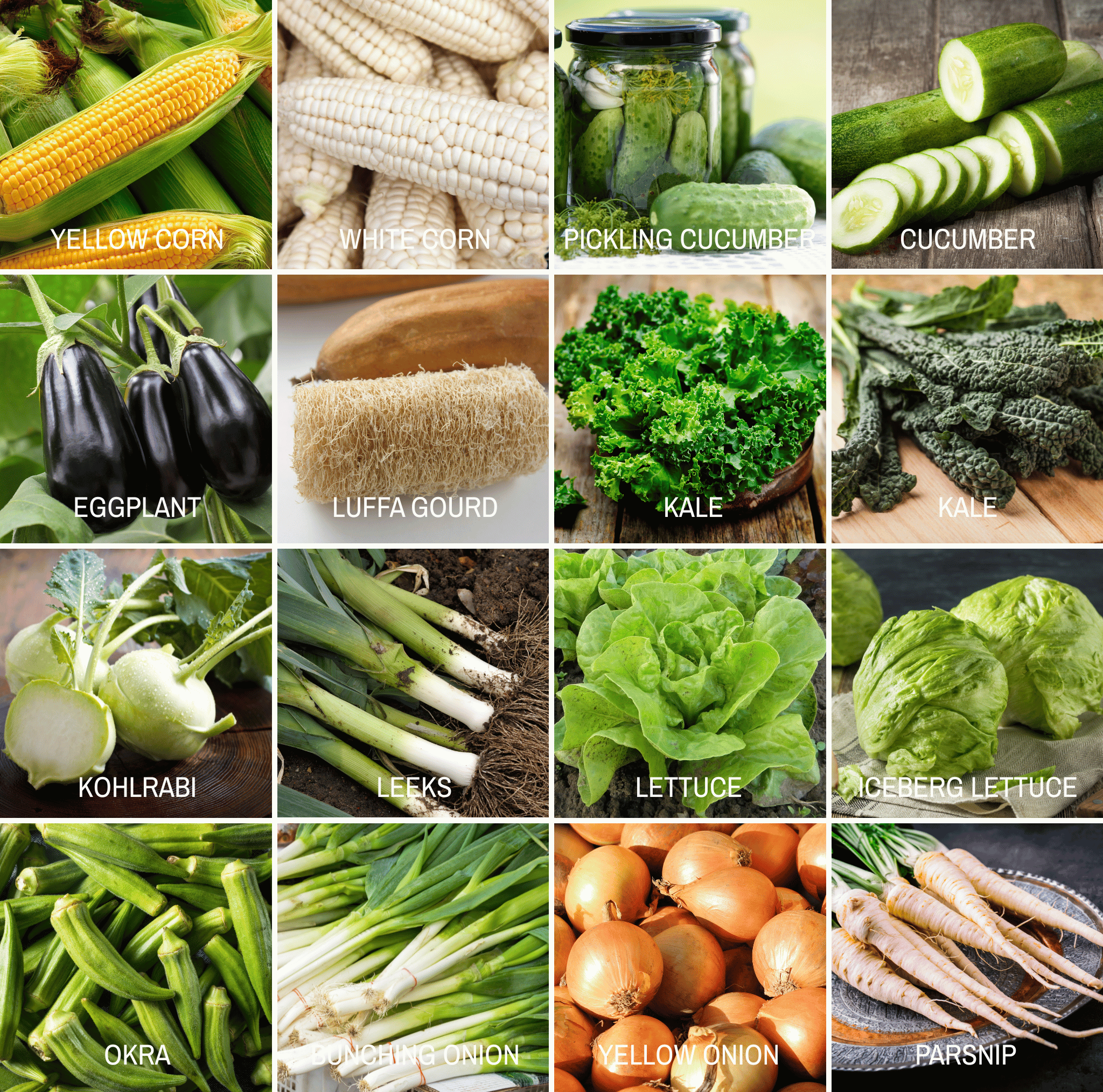 Community Garden Survival Seed Vault – 120 Seed Varieties | Seeds | Wiccan Center