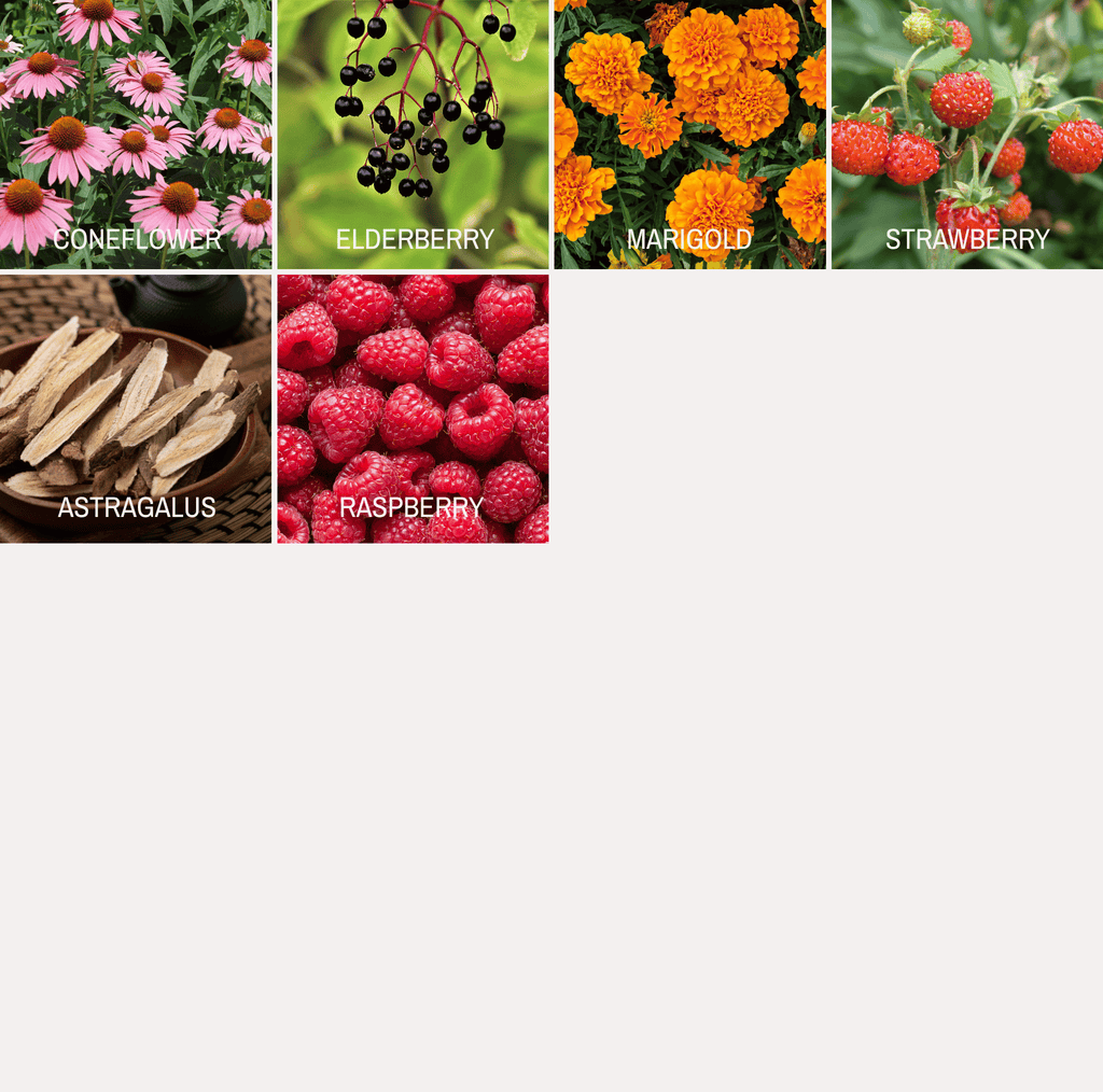 Community Garden Survival Seed Vault – 120 Seed Varieties | Seeds | Wiccan Center