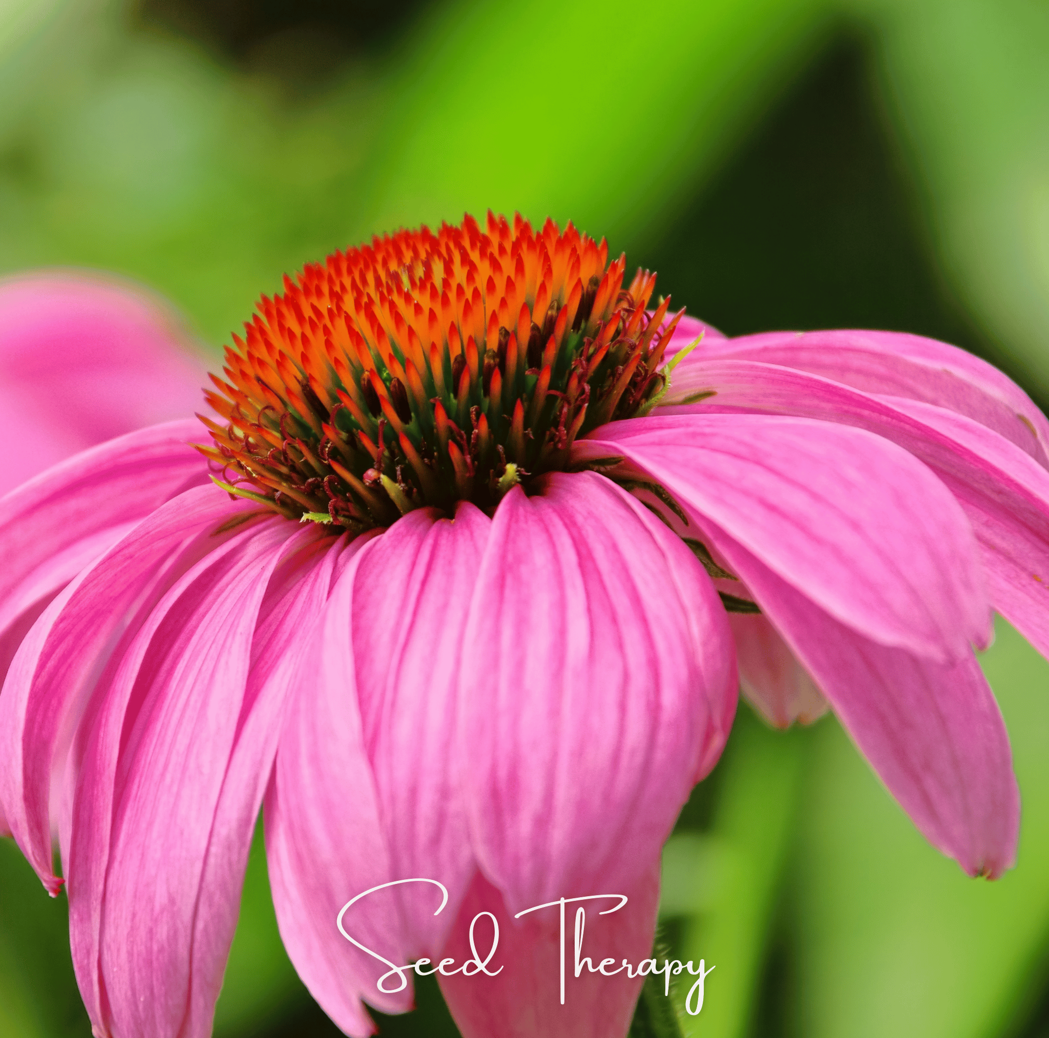 Purple Coneflower (Echinacea) – 100 Seeds | | Wiccan Center
