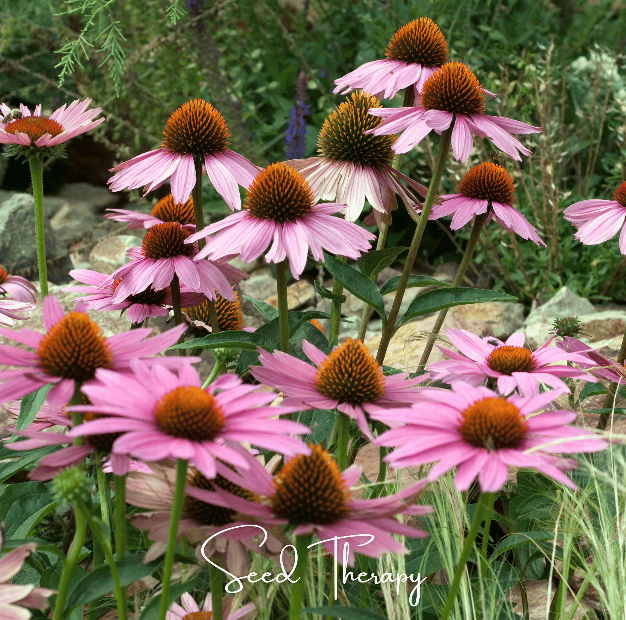 Purple Coneflower (Echinacea) – 100 Seeds | | Wiccan Center