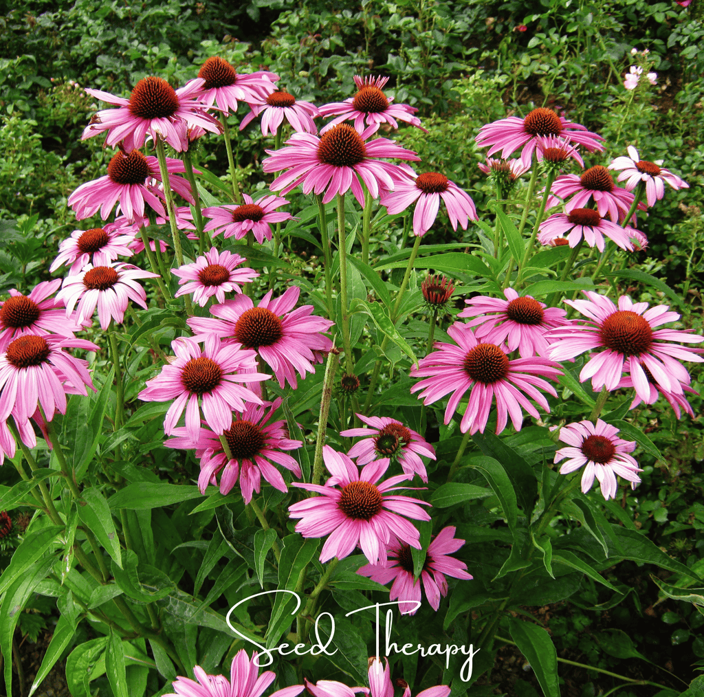 Purple Coneflower (Echinacea) – 100 Seeds | | Wiccan Center