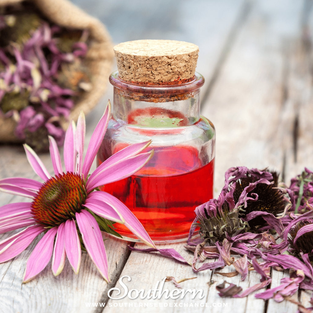 Purple Coneflower (Echinacea) – 100 Seeds | | Wiccan Center