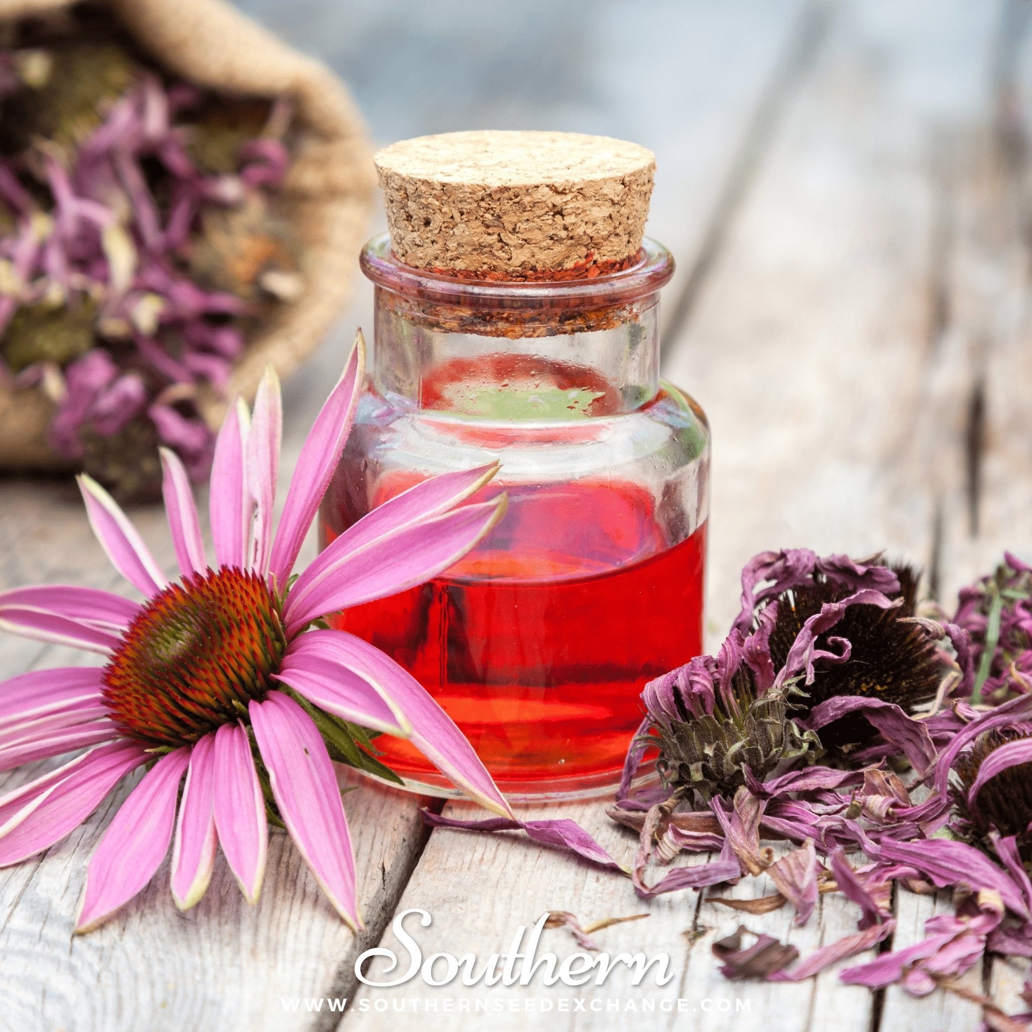 Purple Coneflower (Echinacea) – 100 Seeds | | Wiccan Center