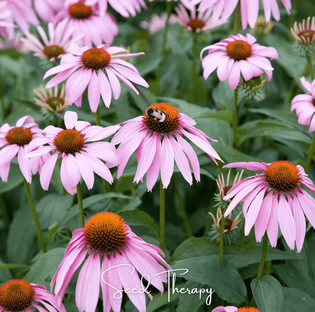 Purple Coneflower (Echinacea) – 100 Seeds | | Wiccan Center
