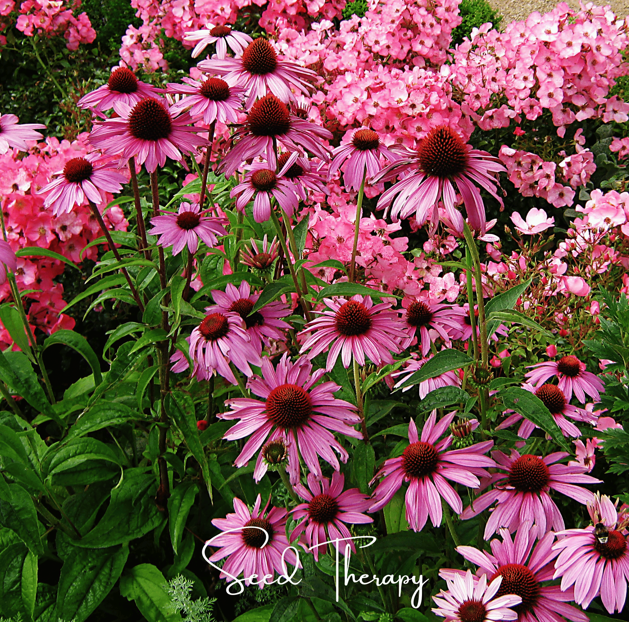 Purple Coneflower (Echinacea) – 100 Seeds | | Wiccan Center