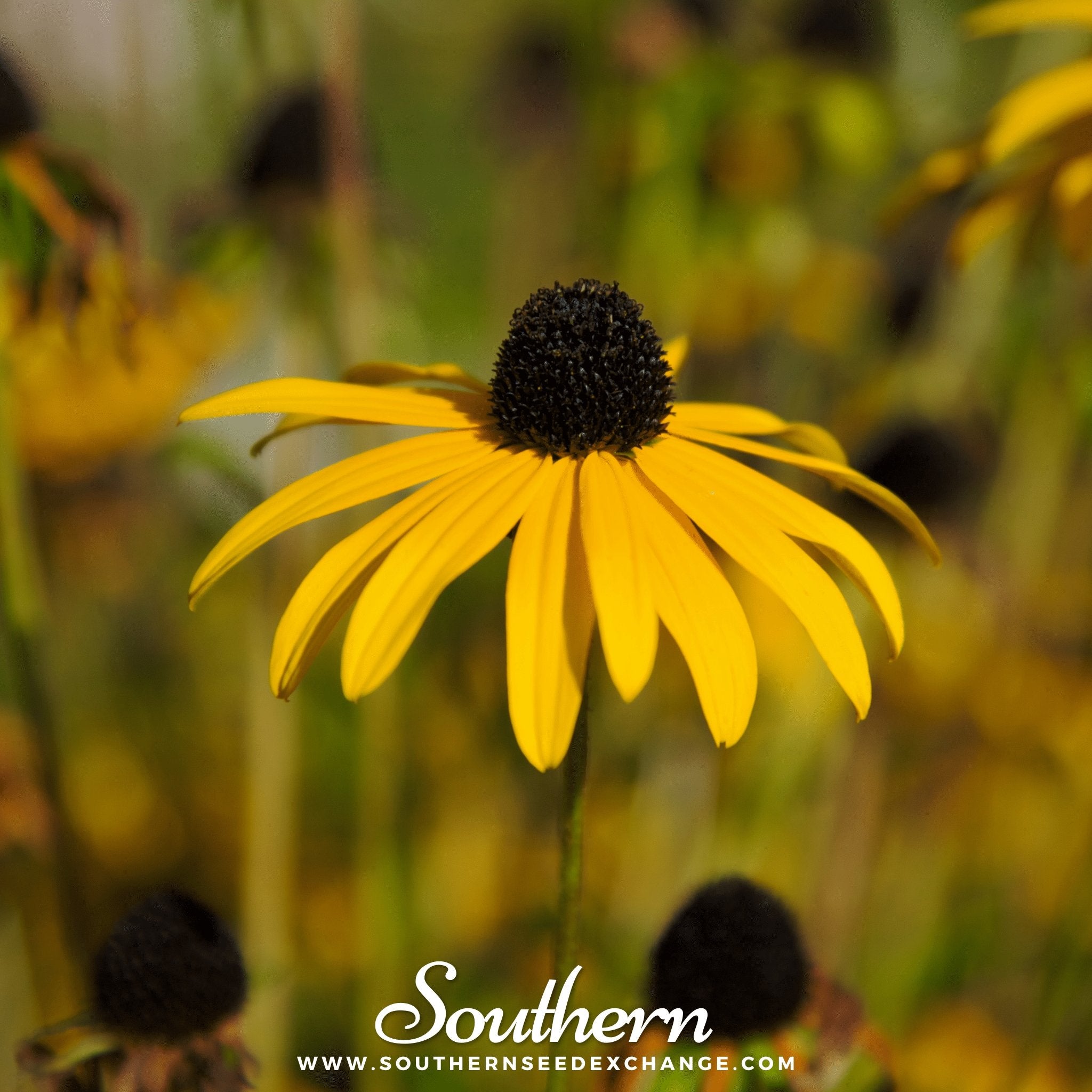 Yellow Coneflower – 100 Seeds | Seeds | Wiccan Center