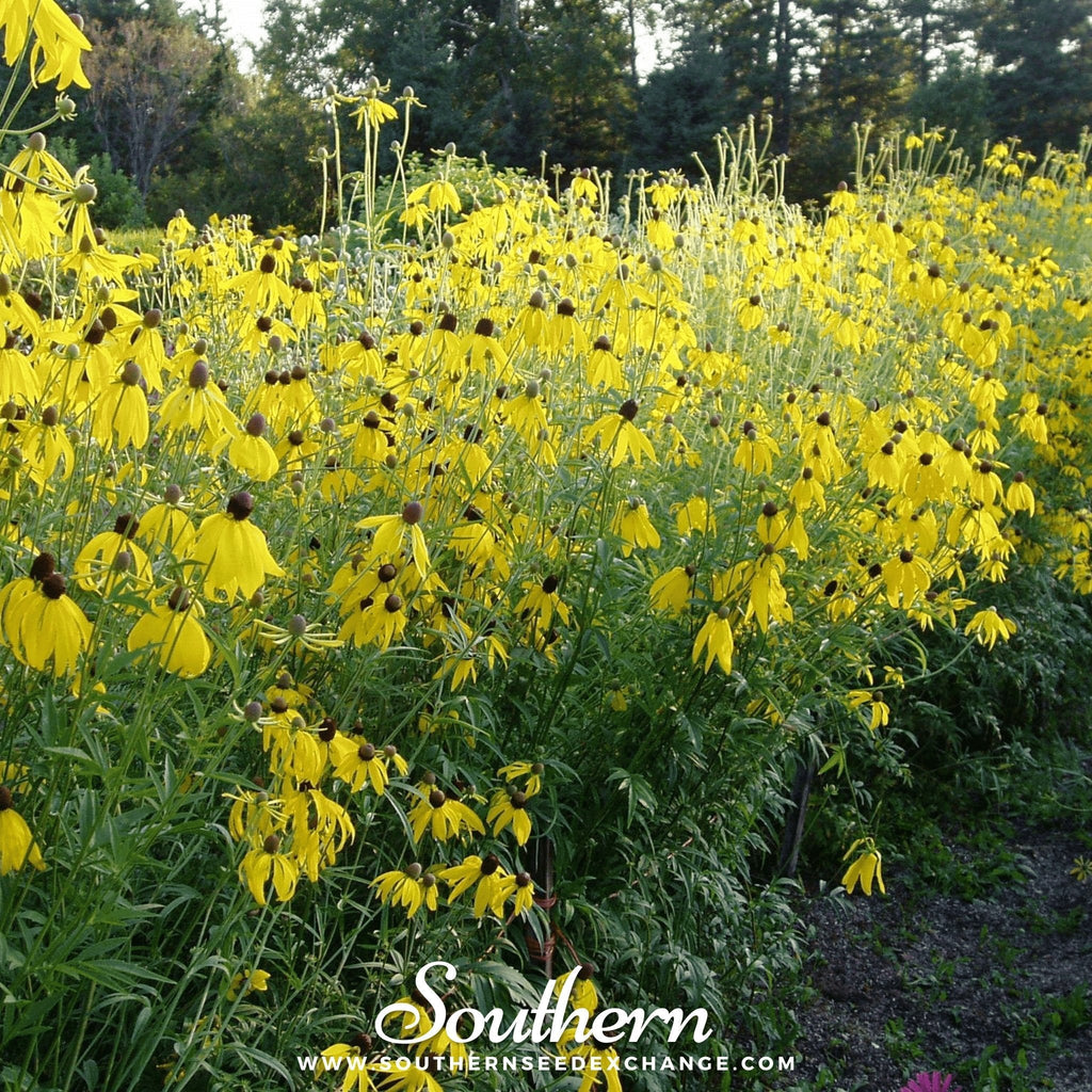 Yellow Coneflower – 100 Seeds | Seeds | Wiccan Center