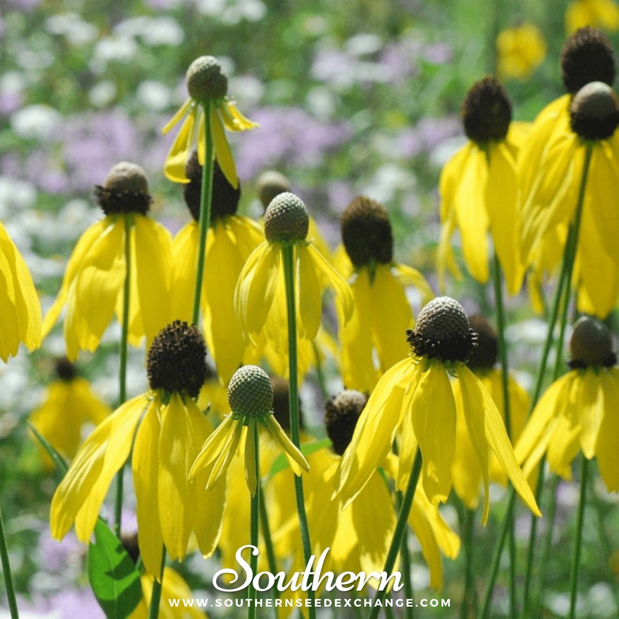 Yellow Coneflower – 100 Seeds | Seeds | Wiccan Center