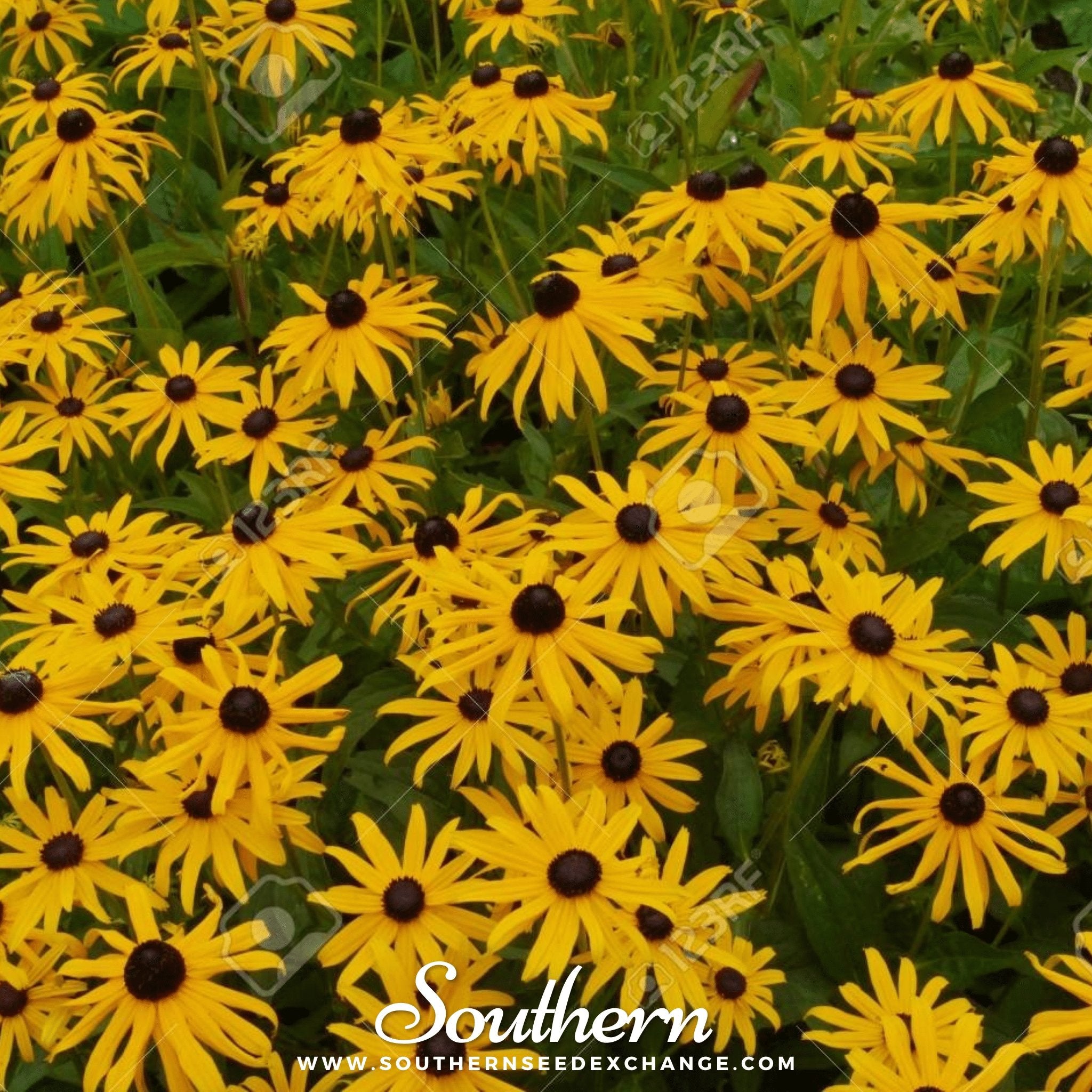 Yellow Coneflower – 100 Seeds | Seeds | Wiccan Center