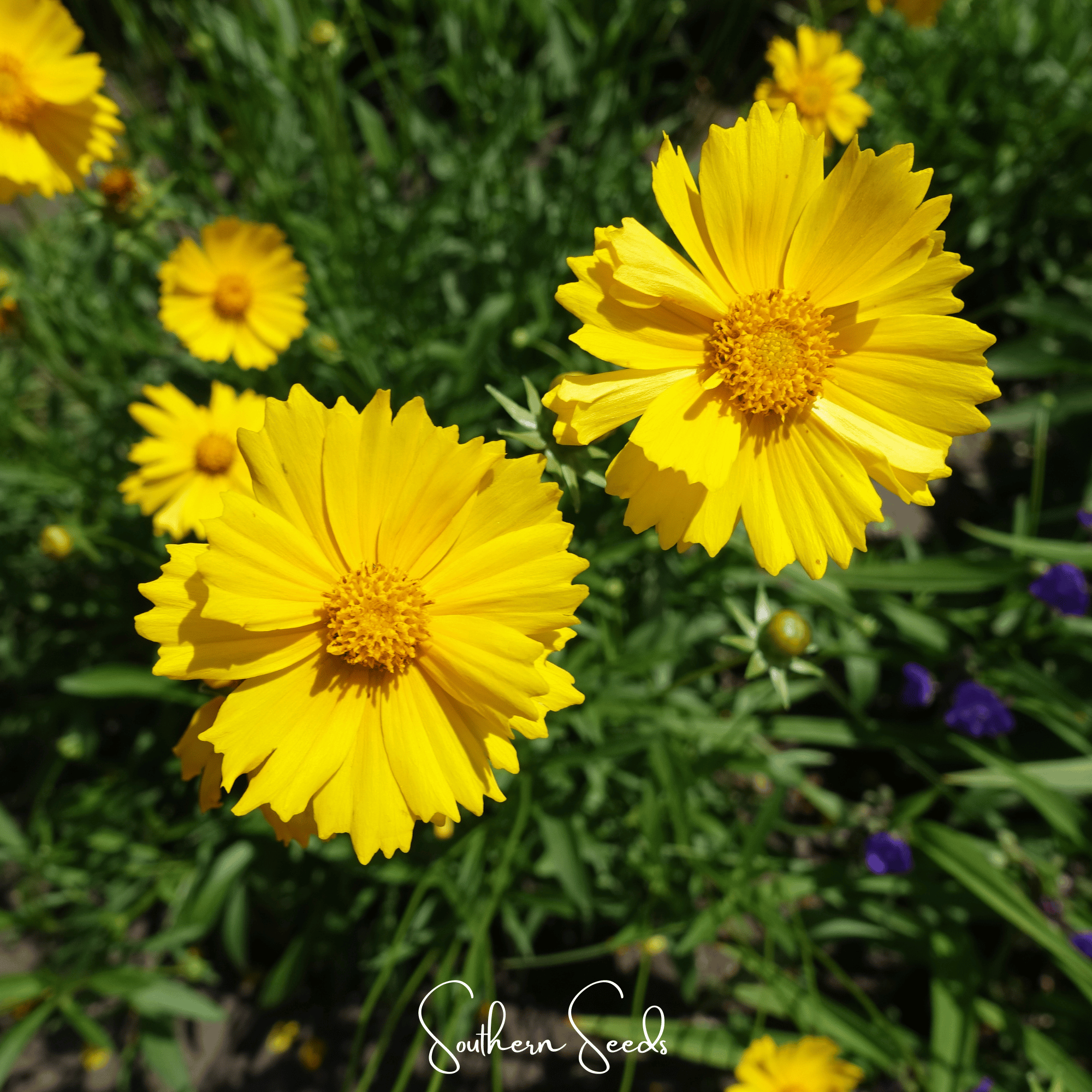 Lance Leaf Coreopsis – 100 Seeds | Seeds | Wiccan Center