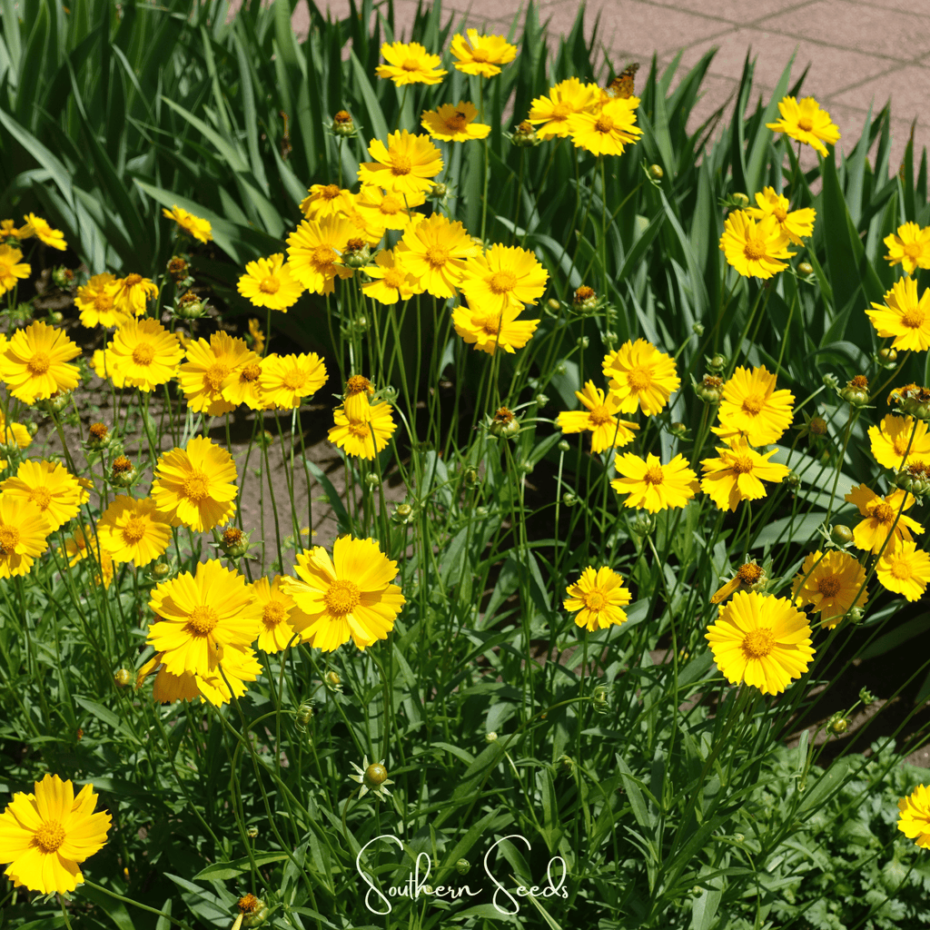 Lance Leaf Coreopsis – 100 Seeds | Seeds | Wiccan Center