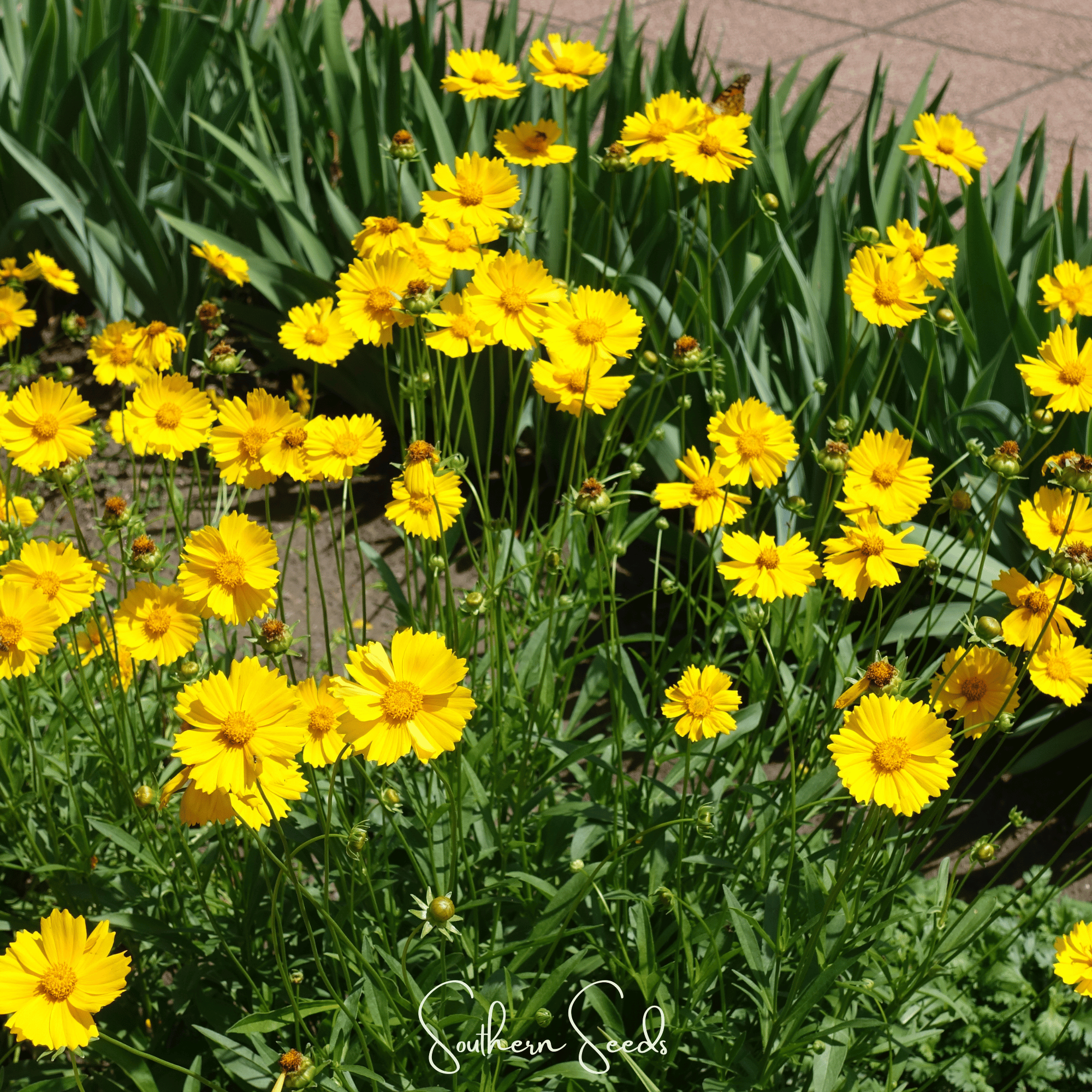 Lance Leaf Coreopsis – 100 Seeds | Seeds | Wiccan Center