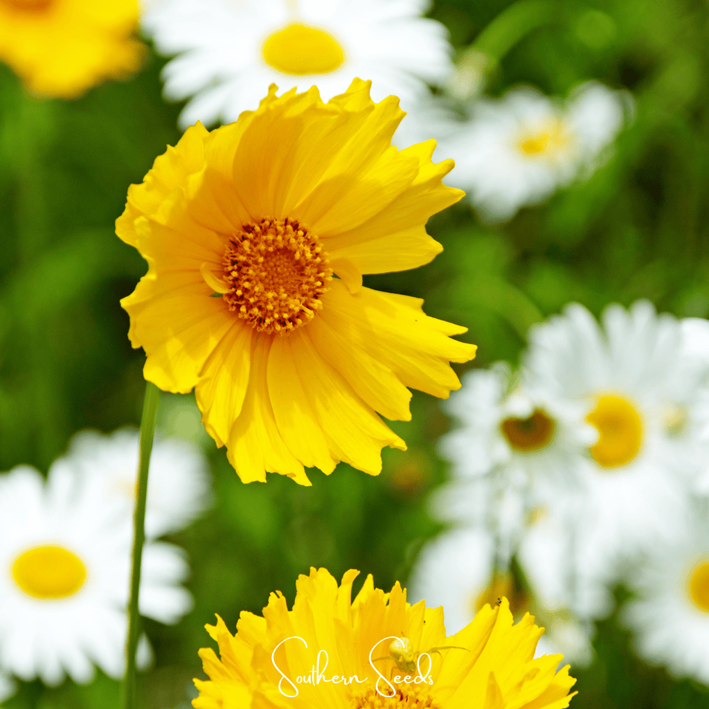 Lance Leaf Coreopsis – 100 Seeds | Seeds | Wiccan Center