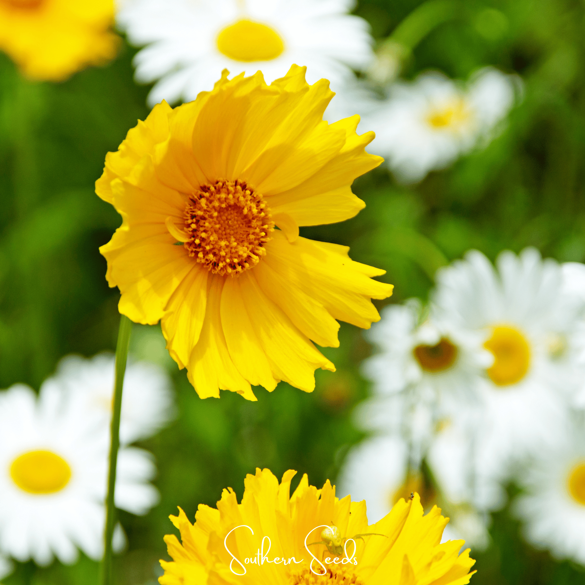 Lance Leaf Coreopsis – 100 Seeds | Seeds | Wiccan Center