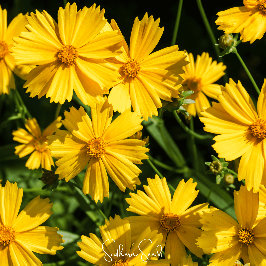 Lance Leaf Coreopsis – 100 Seeds | Seeds | Wiccan Center