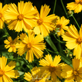 Lance Leaf Coreopsis – 100 Seeds | Seeds | Wiccan Center