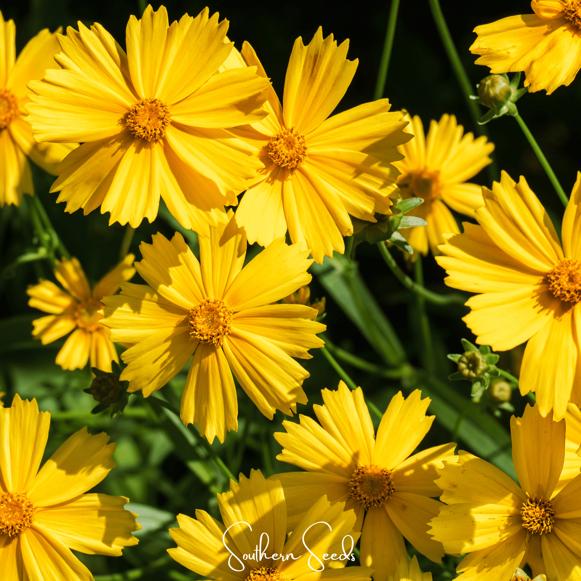Lance Leaf Coreopsis – 100 Seeds | Seeds | Wiccan Center