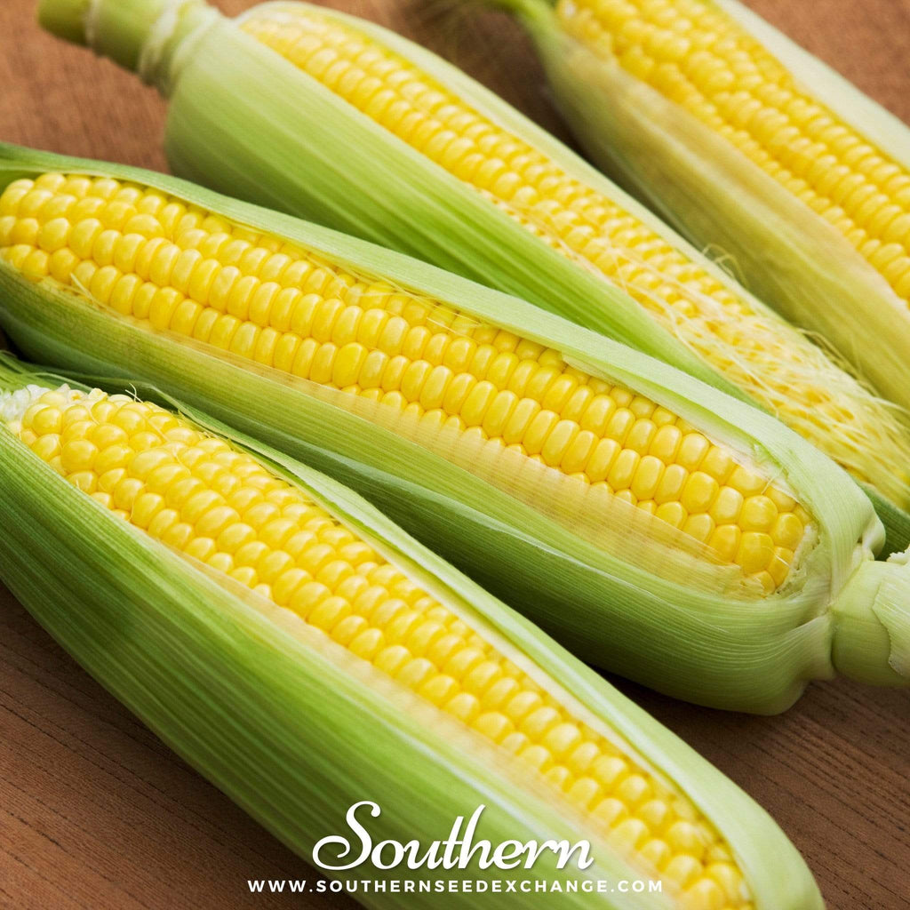Bantam 12 Row Corn – 30 Seeds | Seeds | Wiccan Center