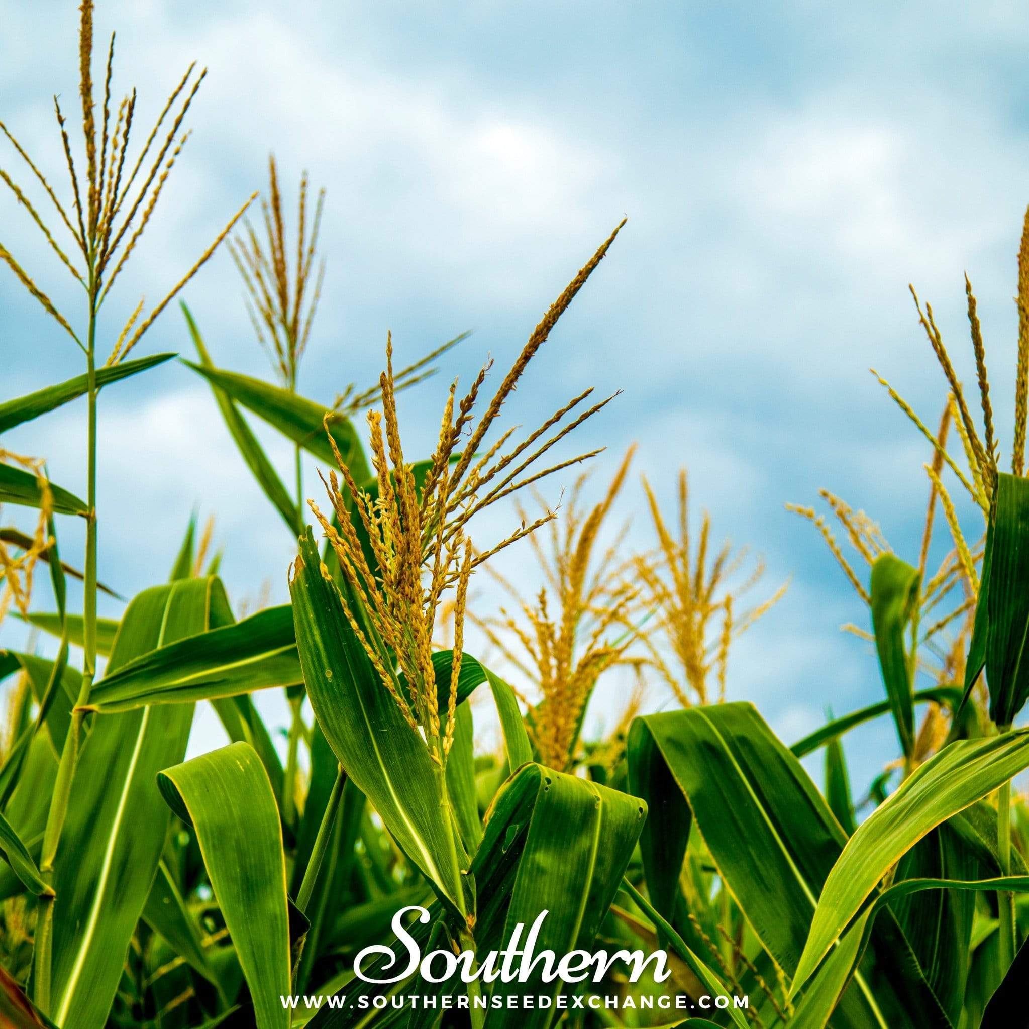 Bantam 12 Row Corn – 30 Seeds | Seeds | Wiccan Center
