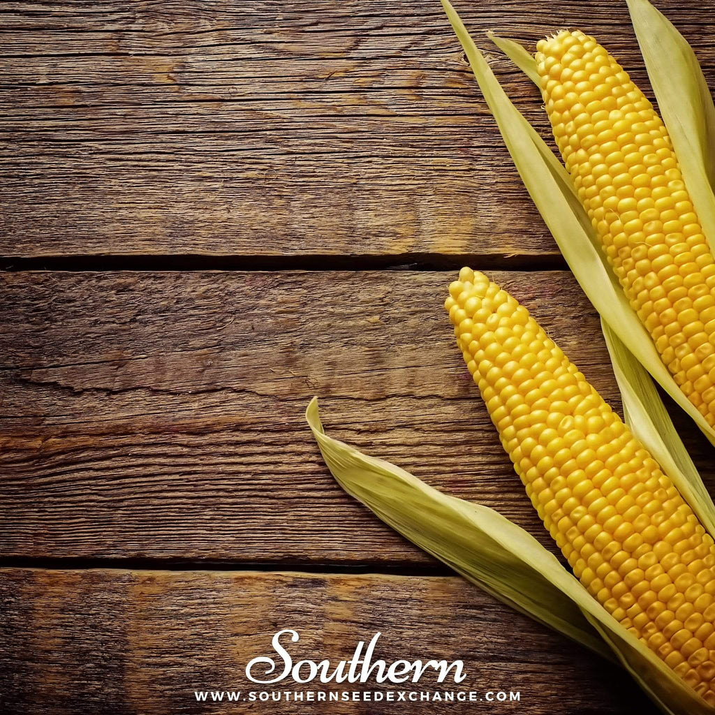 Bantam 12 Row Corn – 30 Seeds | Seeds | Wiccan Center