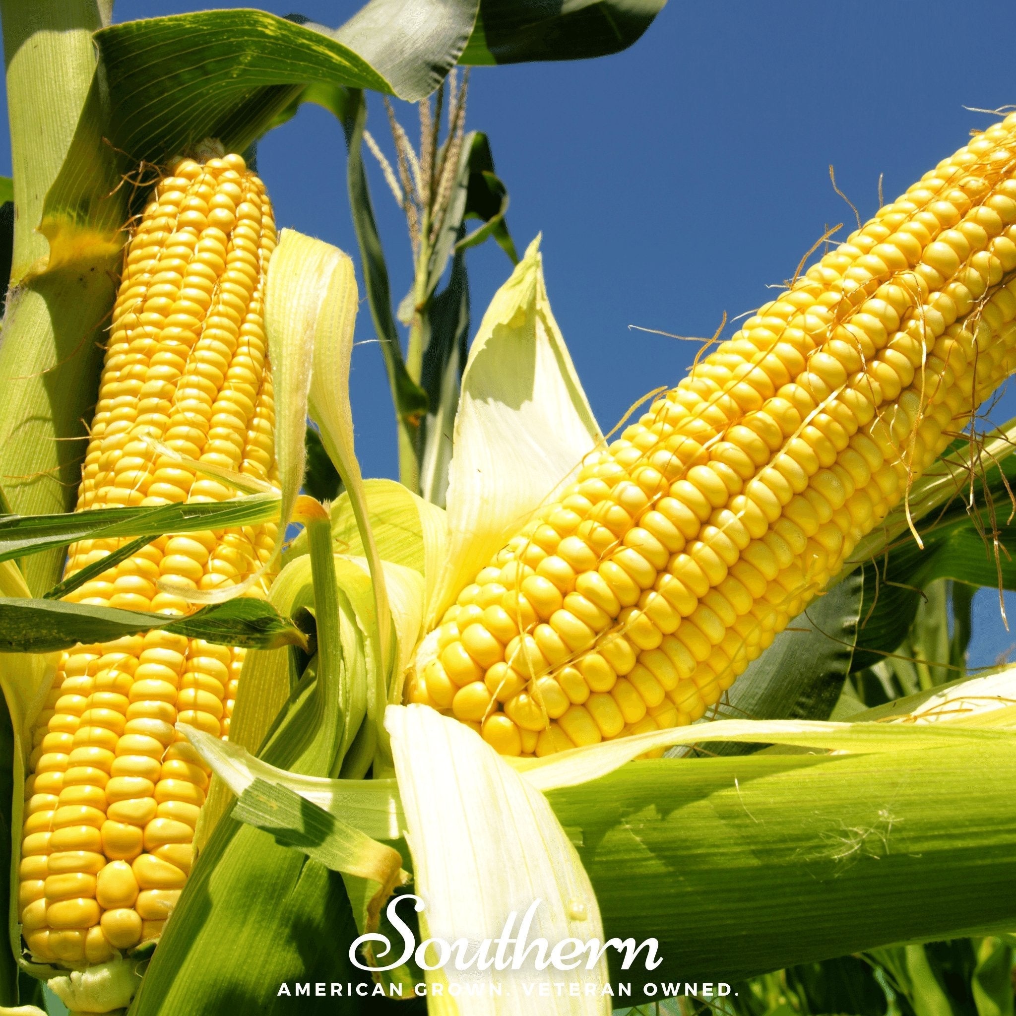 Bodacious Corn – 30 Seeds | Seeds | Wiccan Center