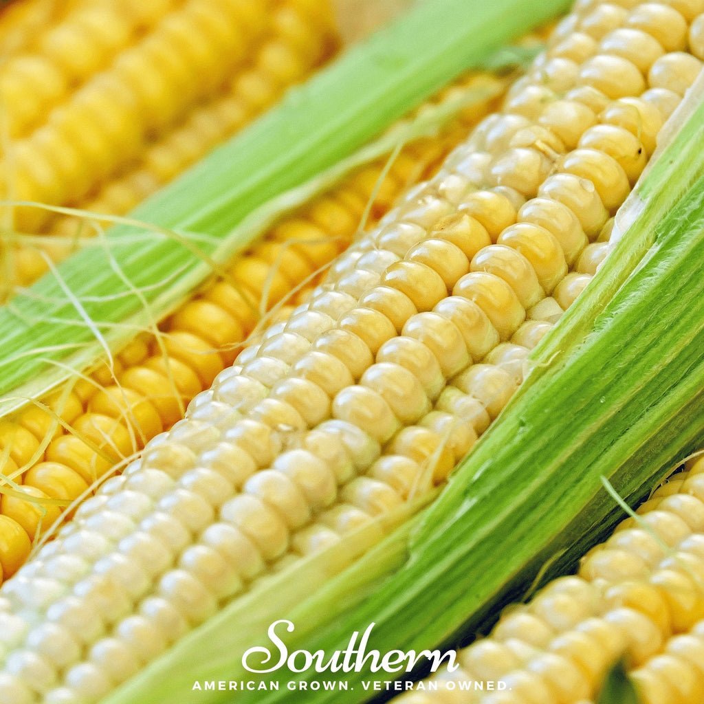 Bodacious Corn – 30 Seeds | Seeds | Wiccan Center