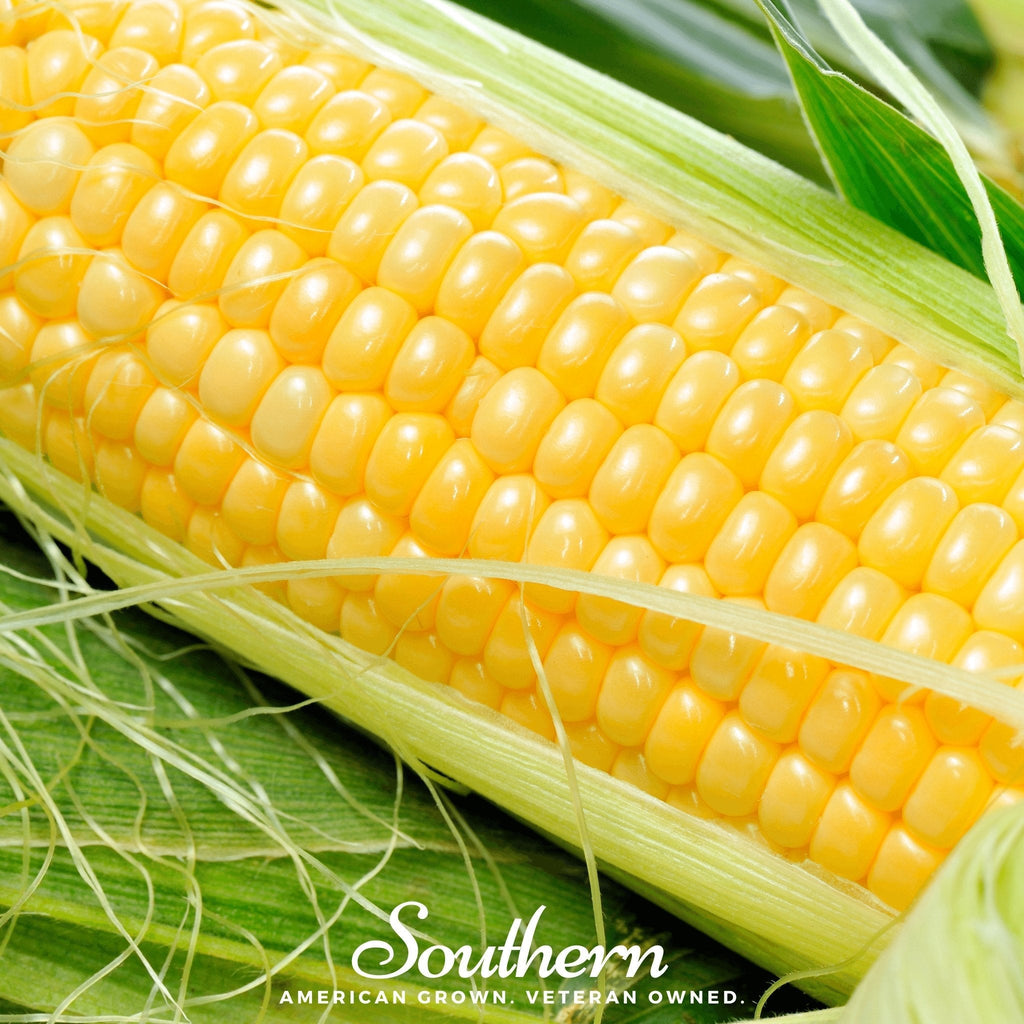 Bodacious Corn – 30 Seeds | Seeds | Wiccan Center
