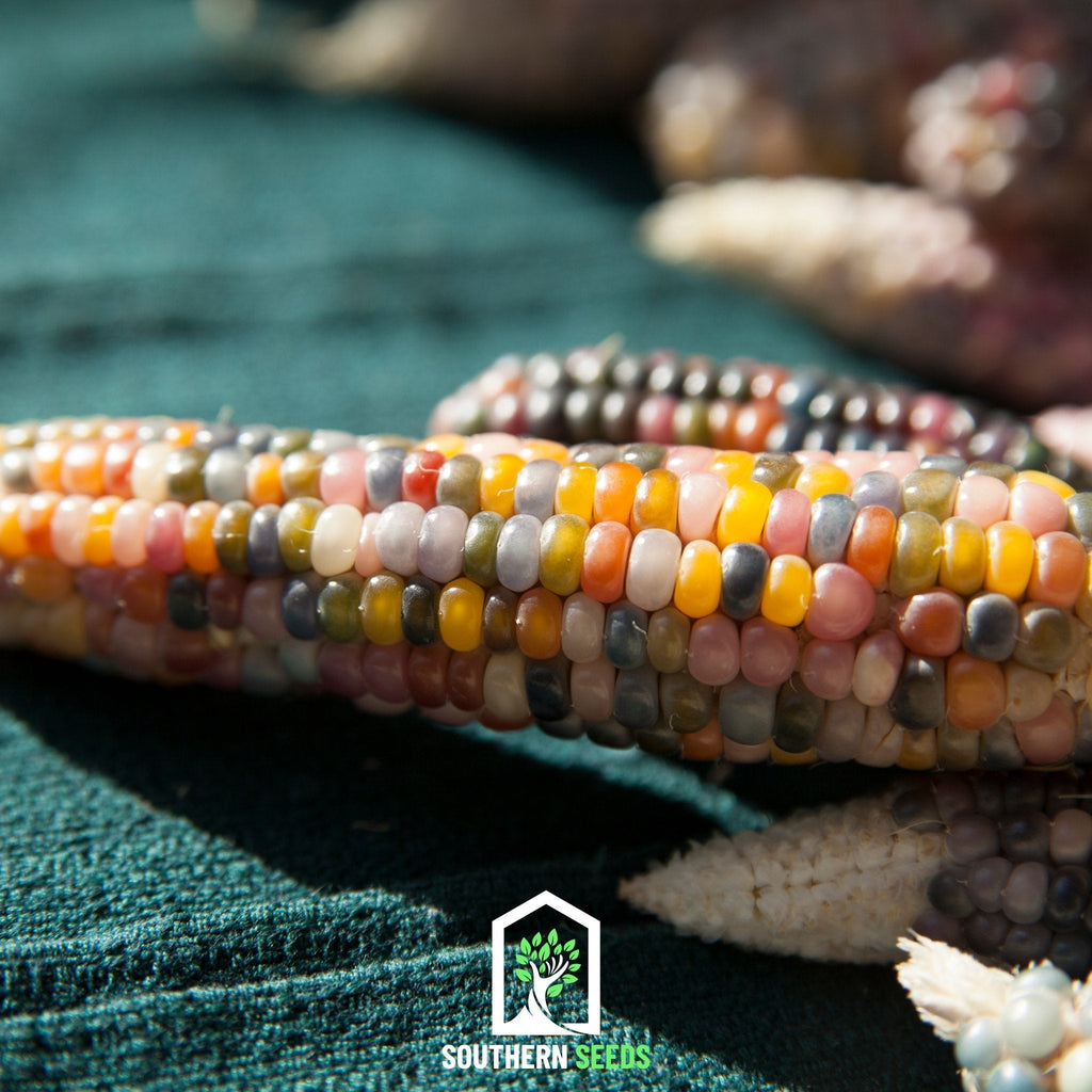 Glass Gems Corn – 30 Seeds | Seeds | Wiccan Center