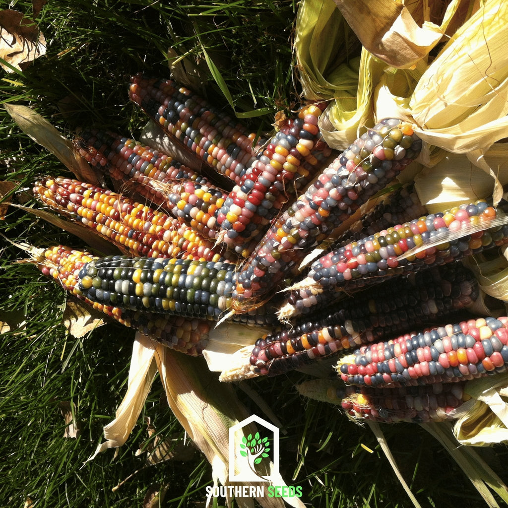 Glass Gems Corn – 30 Seeds | Seeds | Wiccan Center
