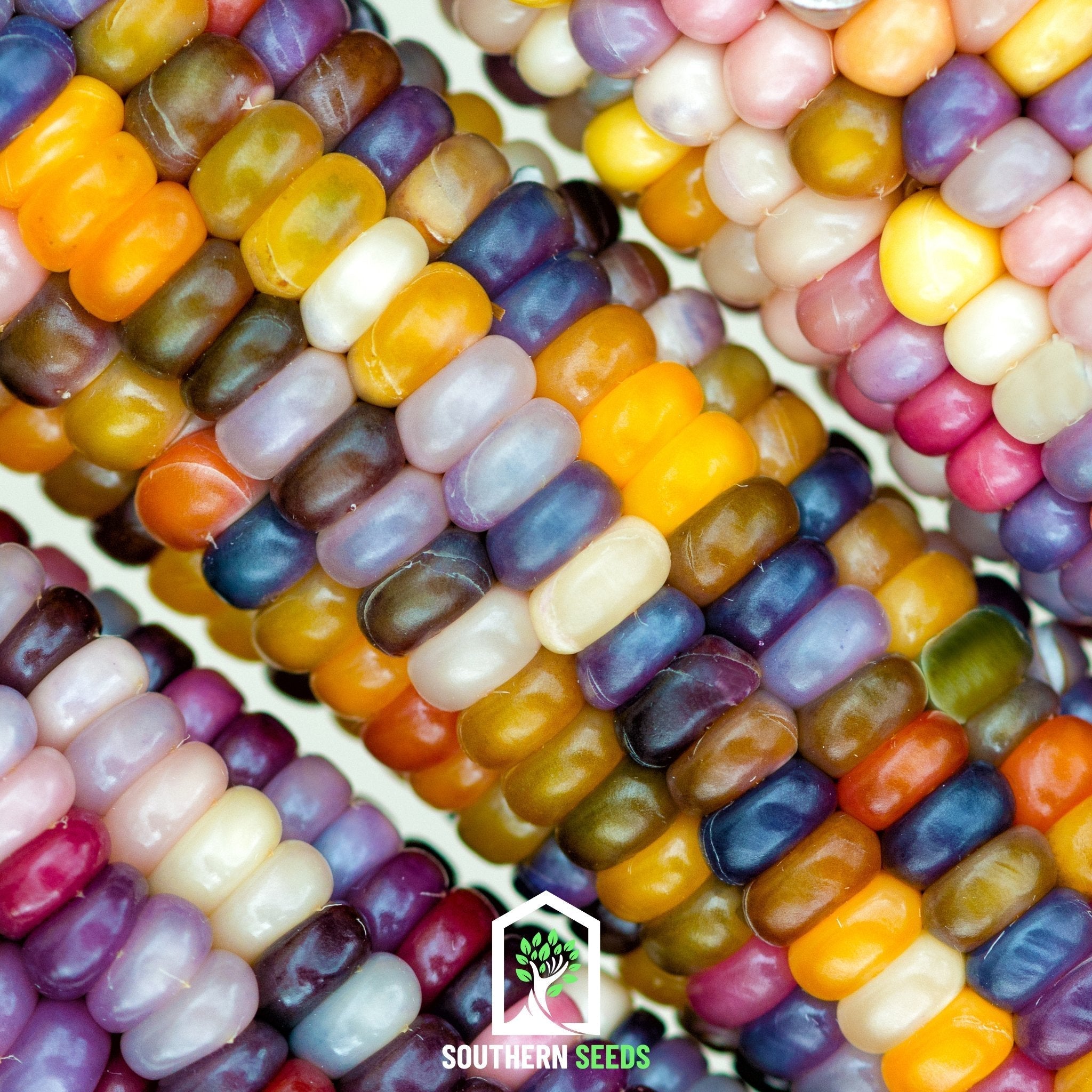 Glass Gems Corn – 30 Seeds | Seeds | Wiccan Center