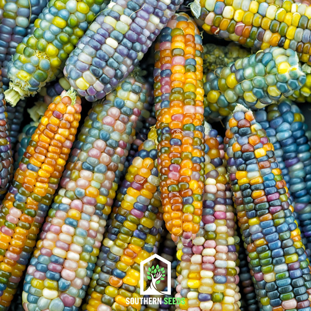Glass Gems Corn – 30 Seeds | Seeds | Wiccan Center