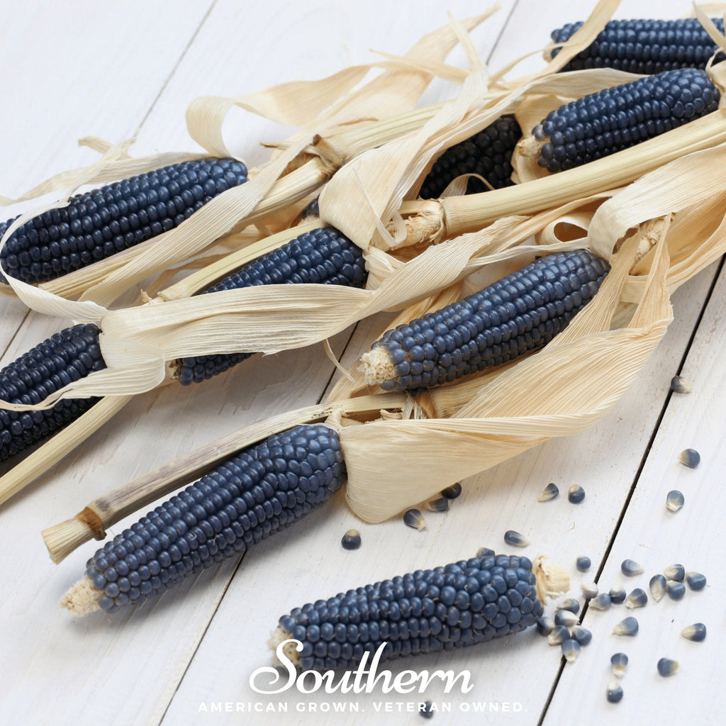 Hopi Blue Corn – 30 Seeds | | Wiccan Center
