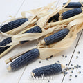 Hopi Blue Corn – 30 Seeds | | Wiccan Center