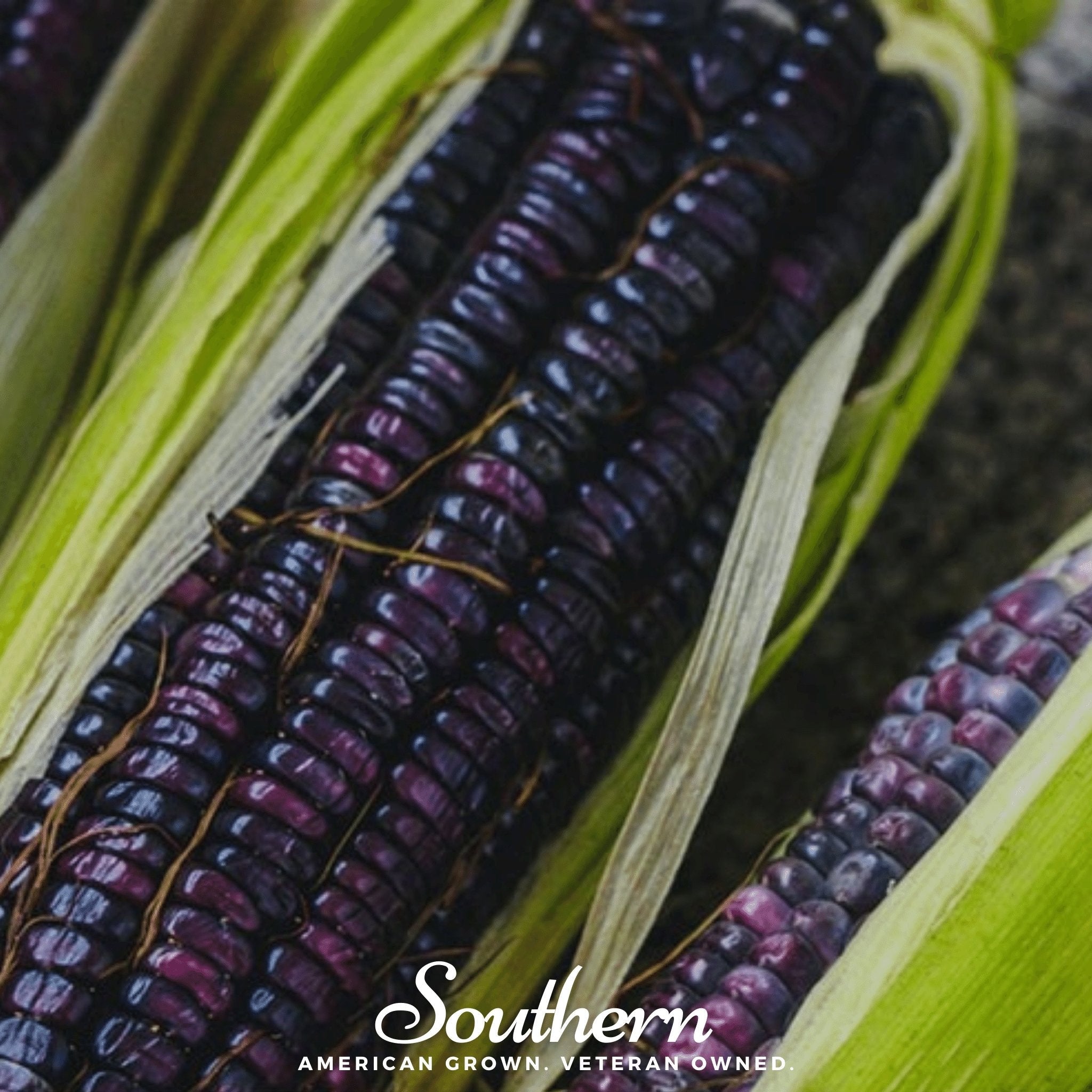 Hopi Blue Corn – 30 Seeds | | Wiccan Center