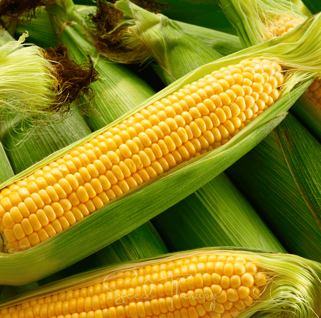 Kandy Korn Corn – 30 Seeds | Seeds | Wiccan Center
