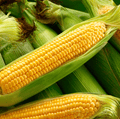 Kandy Korn Corn – 30 Seeds | Seeds | Wiccan Center