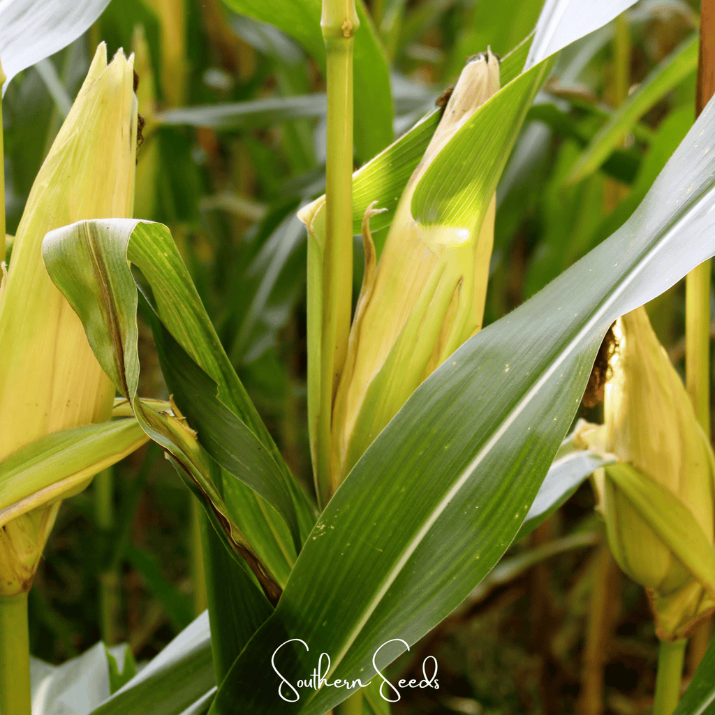 Kandy Korn Corn – 30 Seeds | Seeds | Wiccan Center