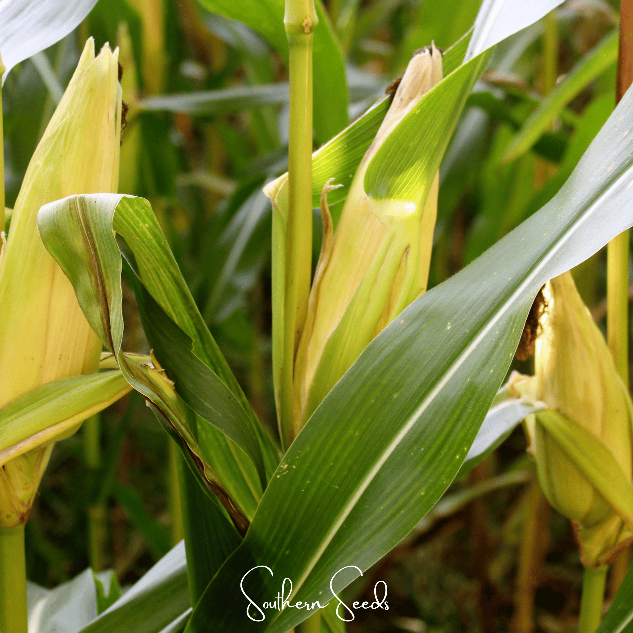 Kandy Korn Corn – 30 Seeds | Seeds | Wiccan Center