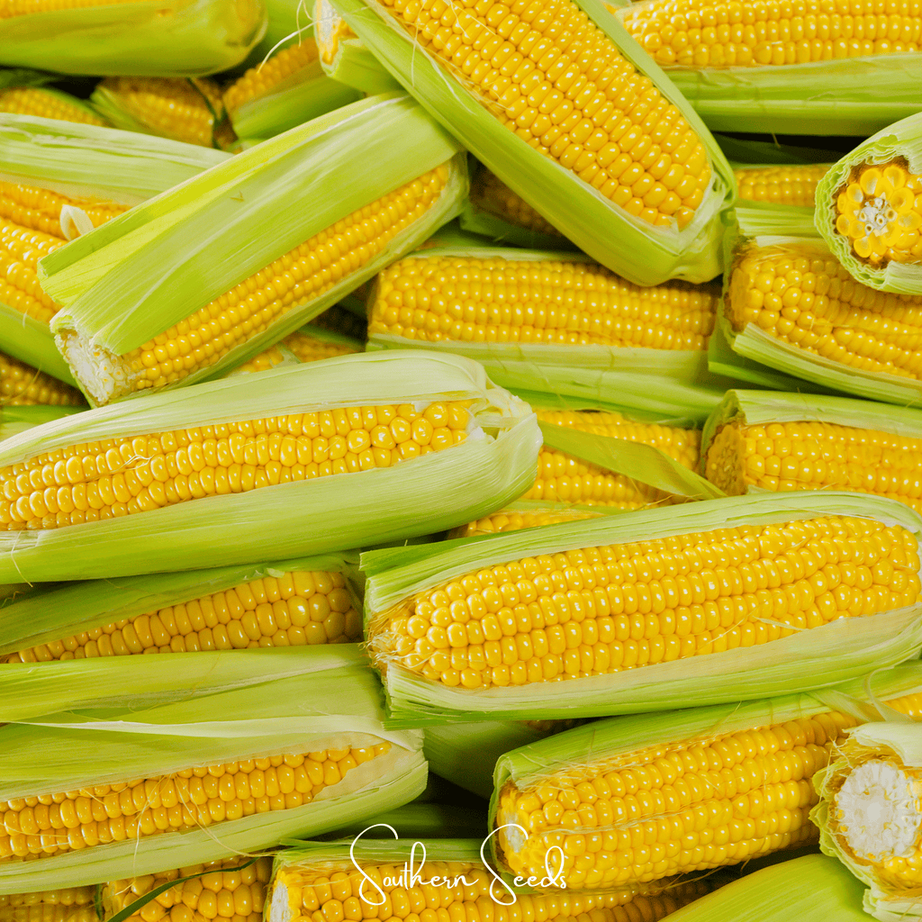 Kandy Korn Corn – 30 Seeds | Seeds | Wiccan Center