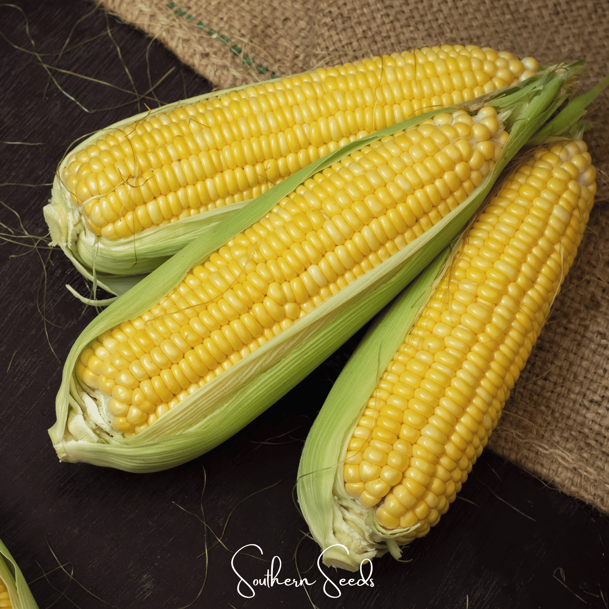 Kandy Korn Corn – 30 Seeds | Seeds | Wiccan Center